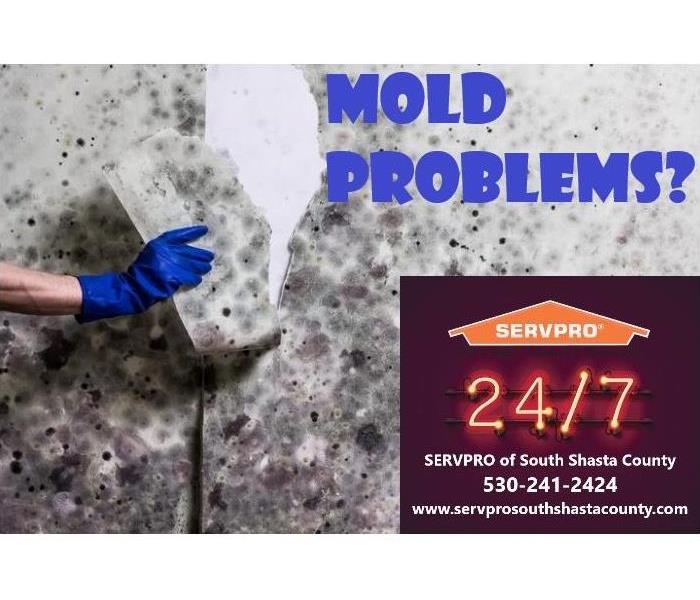 MOLD PROBLEMS?