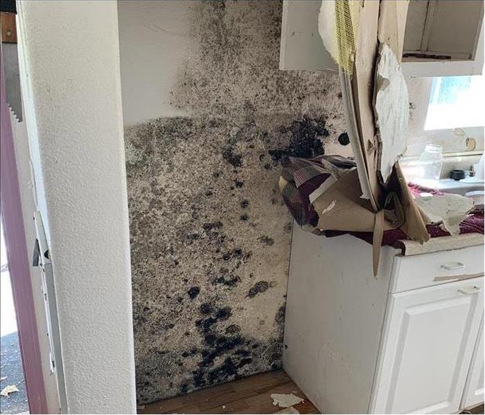 mold all over the walls