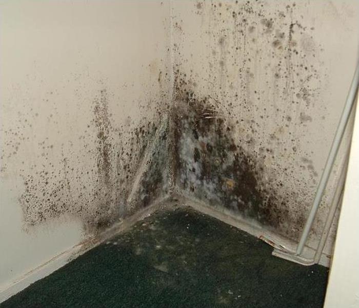 Mold on carpet from a water damage. If you think that you may suspect mold call SERVPRO of South Shasta County